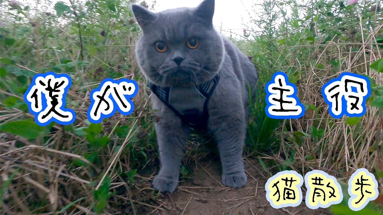 ルークと一緒に散歩 GoPro9 猫散歩　/ ブリティッシュショートヘア