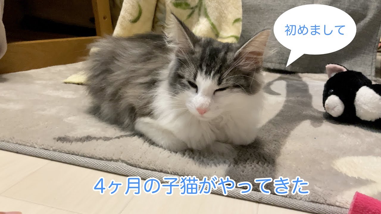 4ヶ月のノルウェージャンフォレストキャットの子猫をお迎えしました。#1