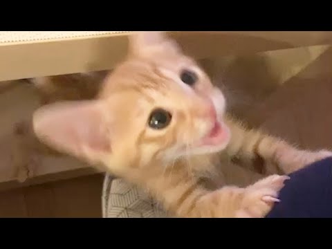 【保護猫】初めて魚を目にした子猫のおねだりの勢いがヤバすぎた