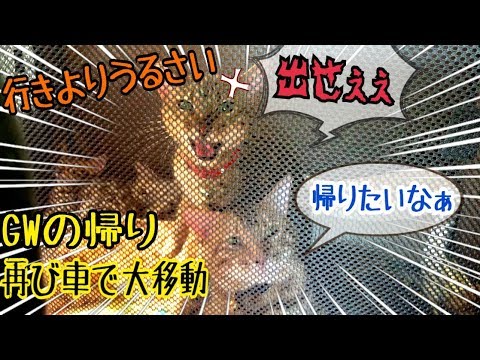 ベルマジギレ！GW帰りにベンガル猫５匹と車で大移動