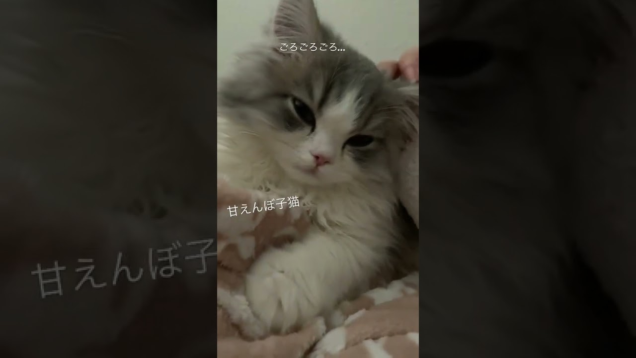 【ラガマフィン】飼い主のベッドに入ってきてゴロゴロ鳴らしながら甘える子猫