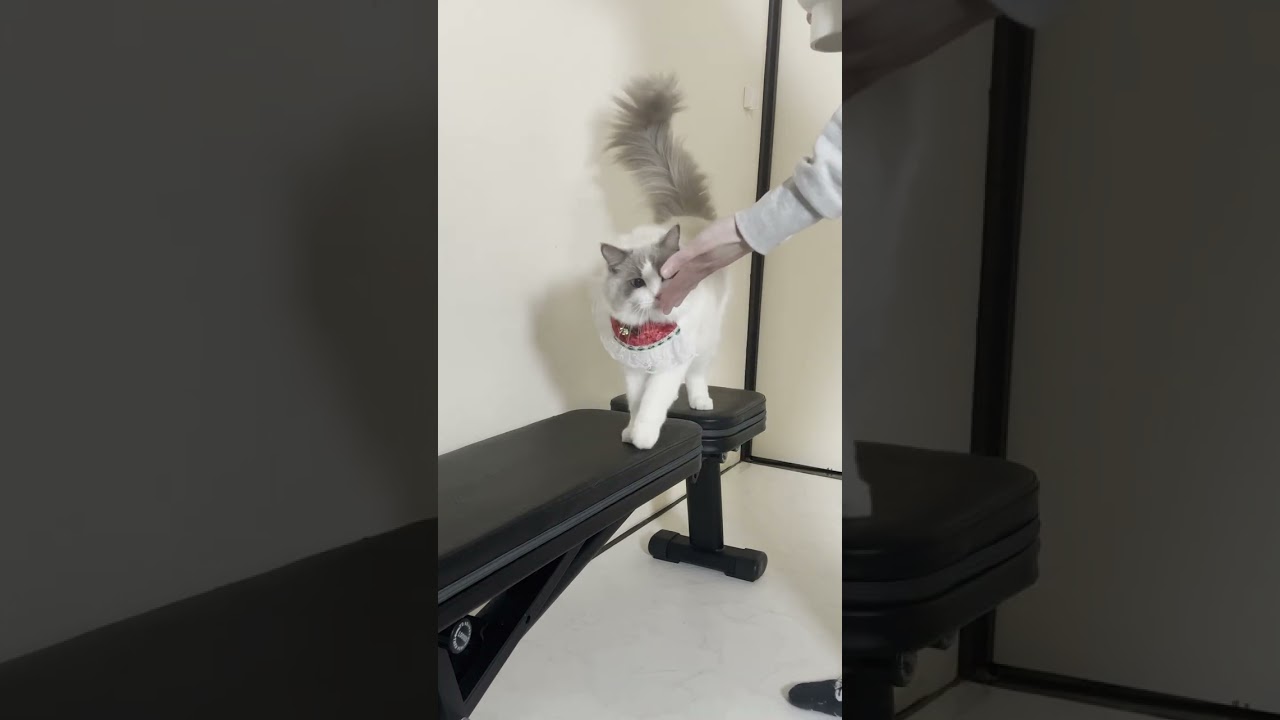 猫サンタにご飯あげてみた【ラグドール】【かわいい】#shorts