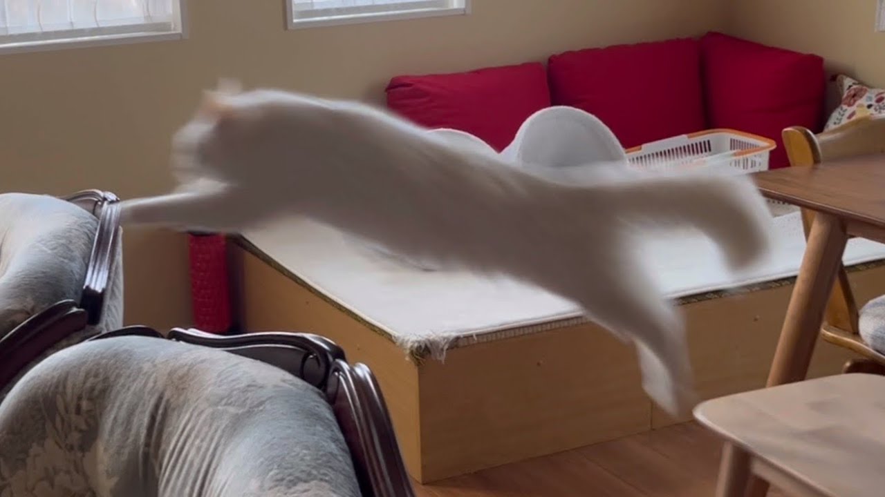 【大暴れ】イライラハイテンションなターキッシュアンゴラw