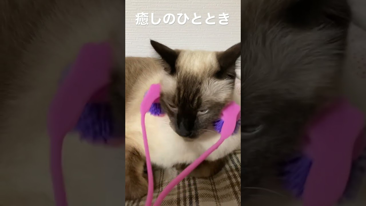 【シャム猫】ストレス社会を生きるおこげの密かな楽しみがこちら…