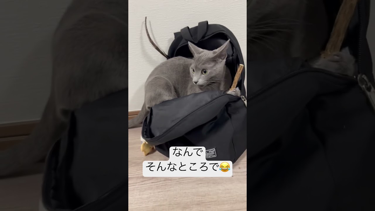 そんなところで何してるの😂 #猫 #cat #ロシアンブルー #猫のいる暮らし #猫のいる生活