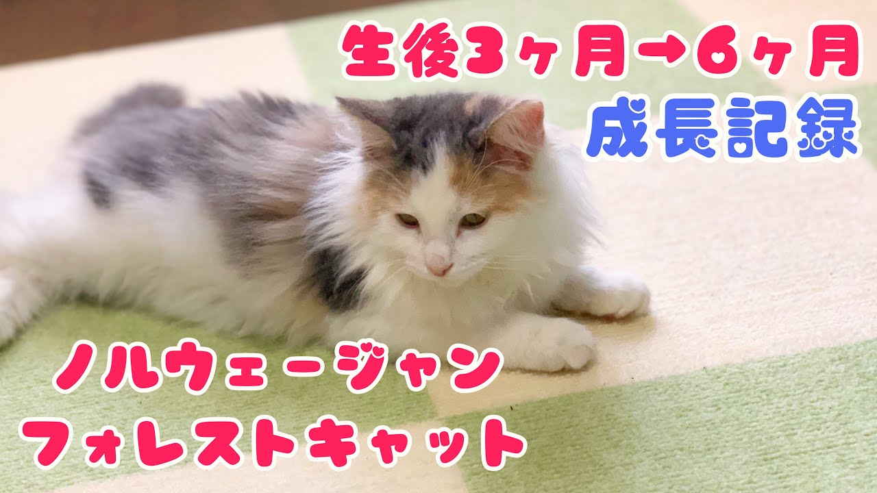 生後半年までの体重の変化と成長【ノルウェージャンフォレストキャットと三毛猫】