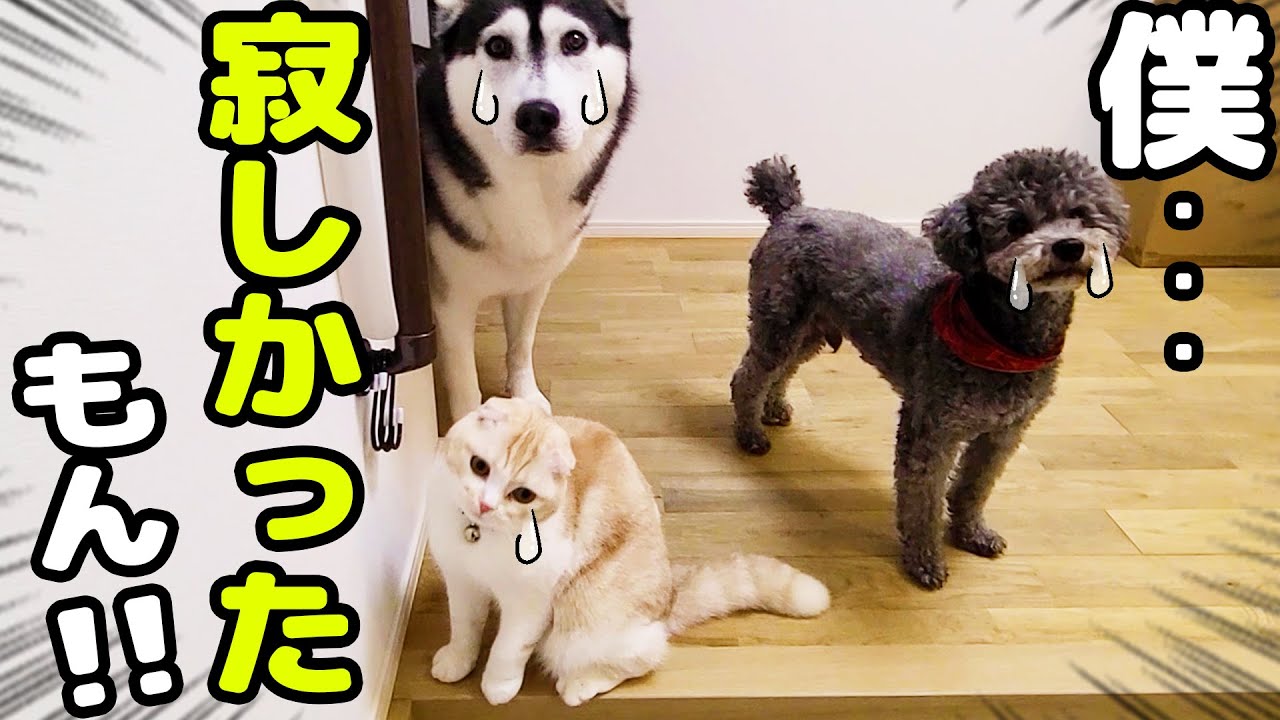こっそり寝てる隙に外出して戻ると子猫と犬達が...