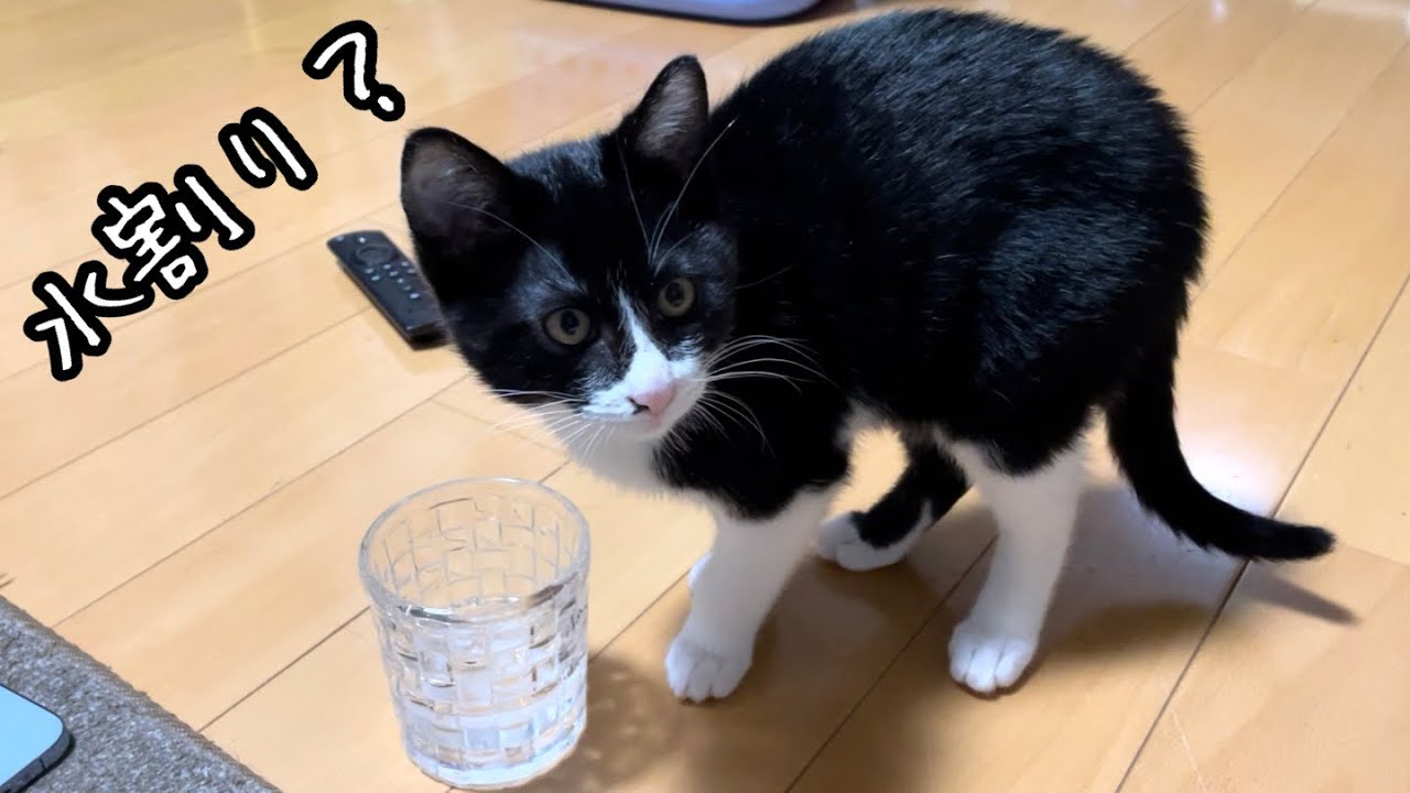 うちの子猫が焼酎の水割りを作れるようになっちゃった…