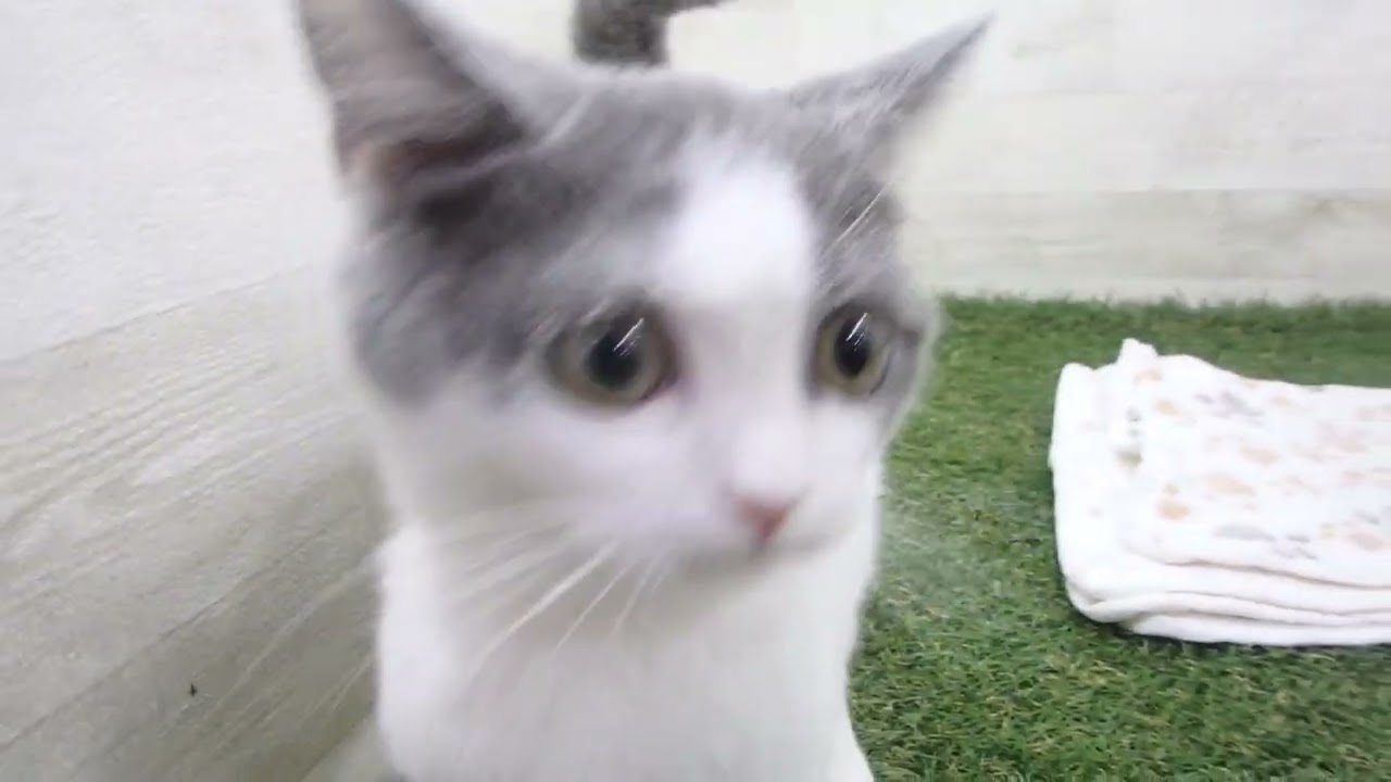 00610105 ブリティッシュショートヘアー