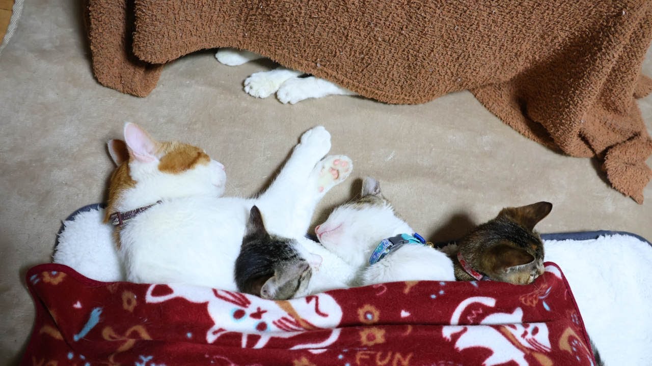 ちろと子猫たちのお昼寝　221230