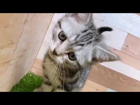 アメリカンショートヘアー