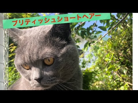 はじめさんの日々 #散歩 #ブリティッシュショートヘアー #猫