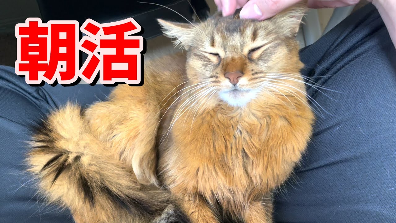 我が家の愛猫の朝活（ふみふみ）【ソマリ】