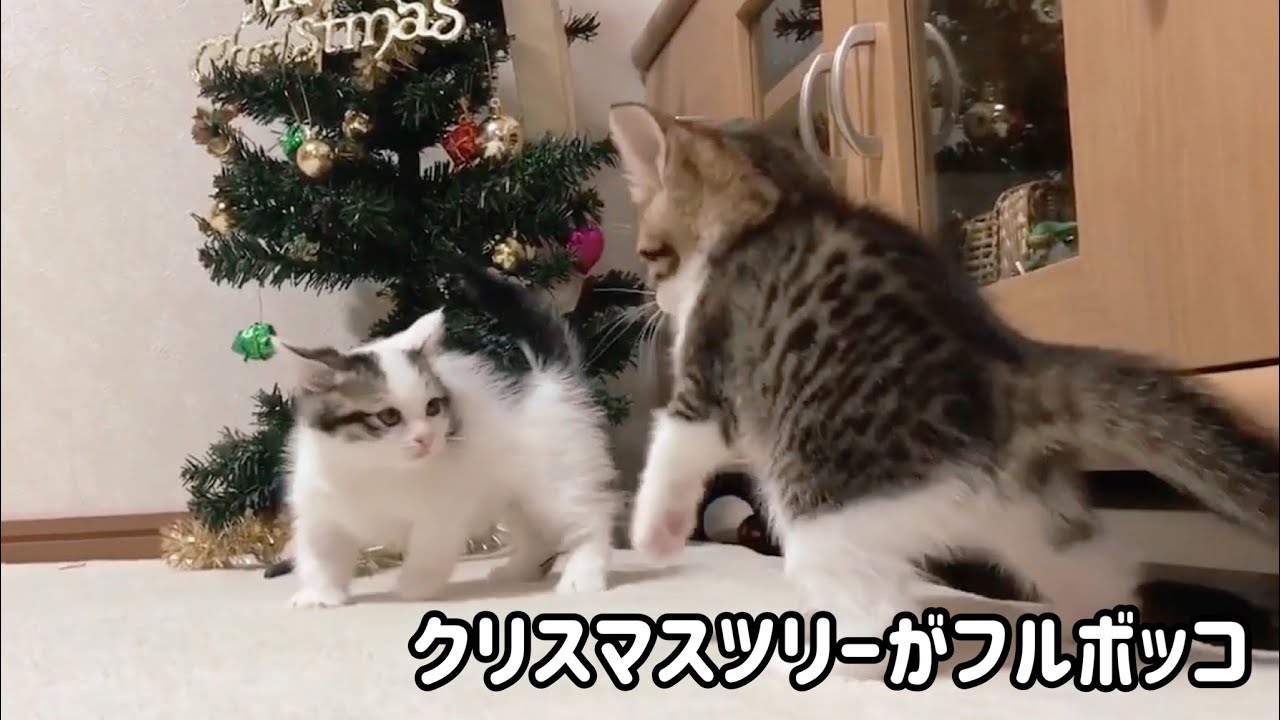 子猫に襲撃されるクリスマスツリーがおもしろい