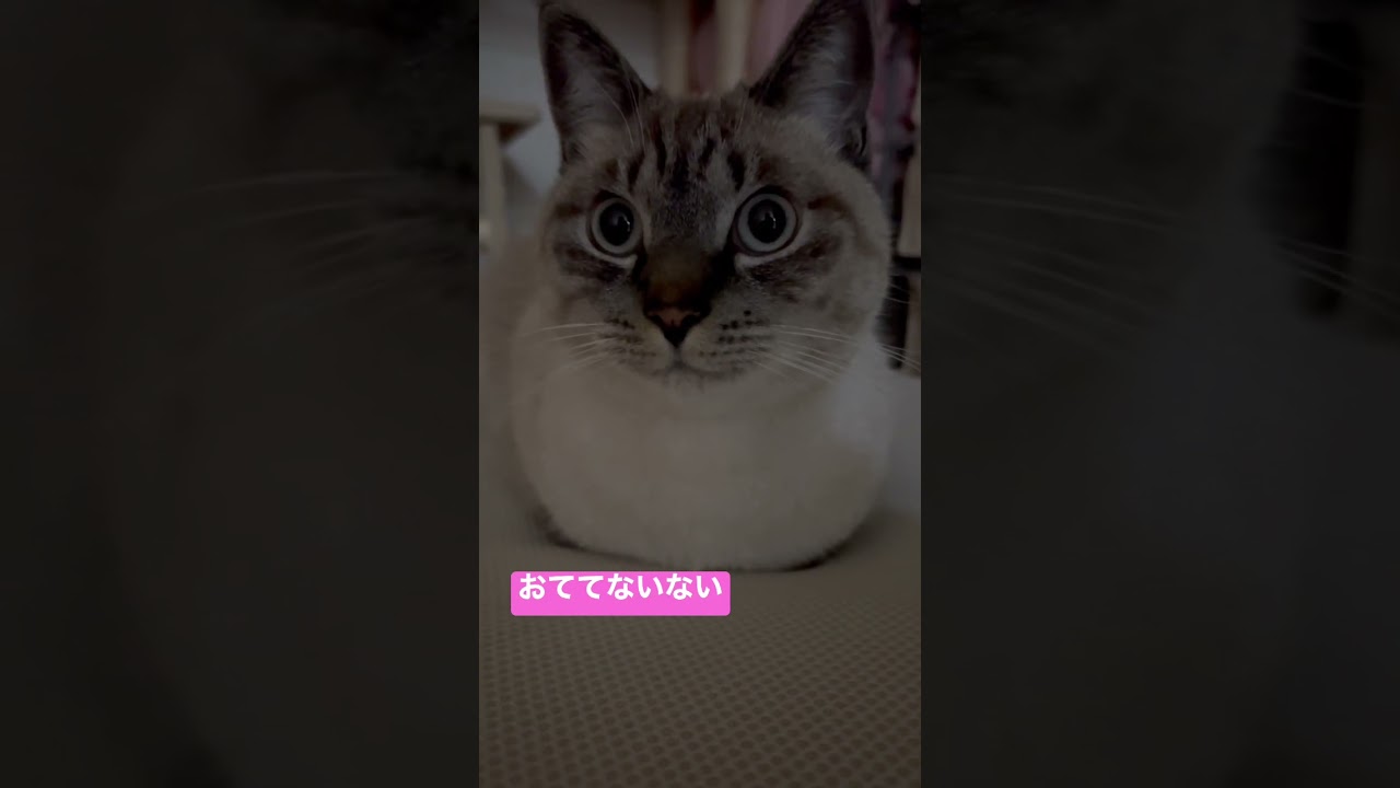 おててないない猫　#shorts  #シャムトラミックス