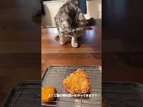 「アメリカンカール⭐︎のり太」ご飯のおかずが気になっている猫の姿が可愛い🥰💕