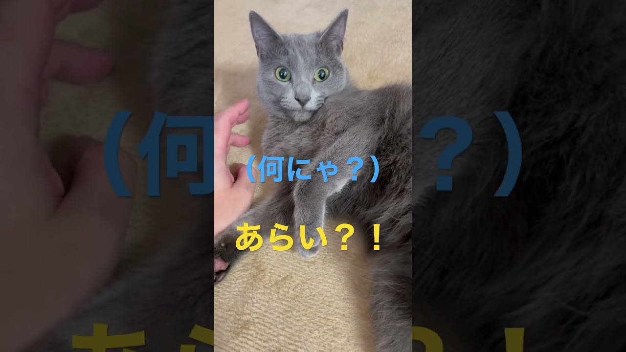 パパの奇声にビックリする猫（ロシアンブルー）#shorts