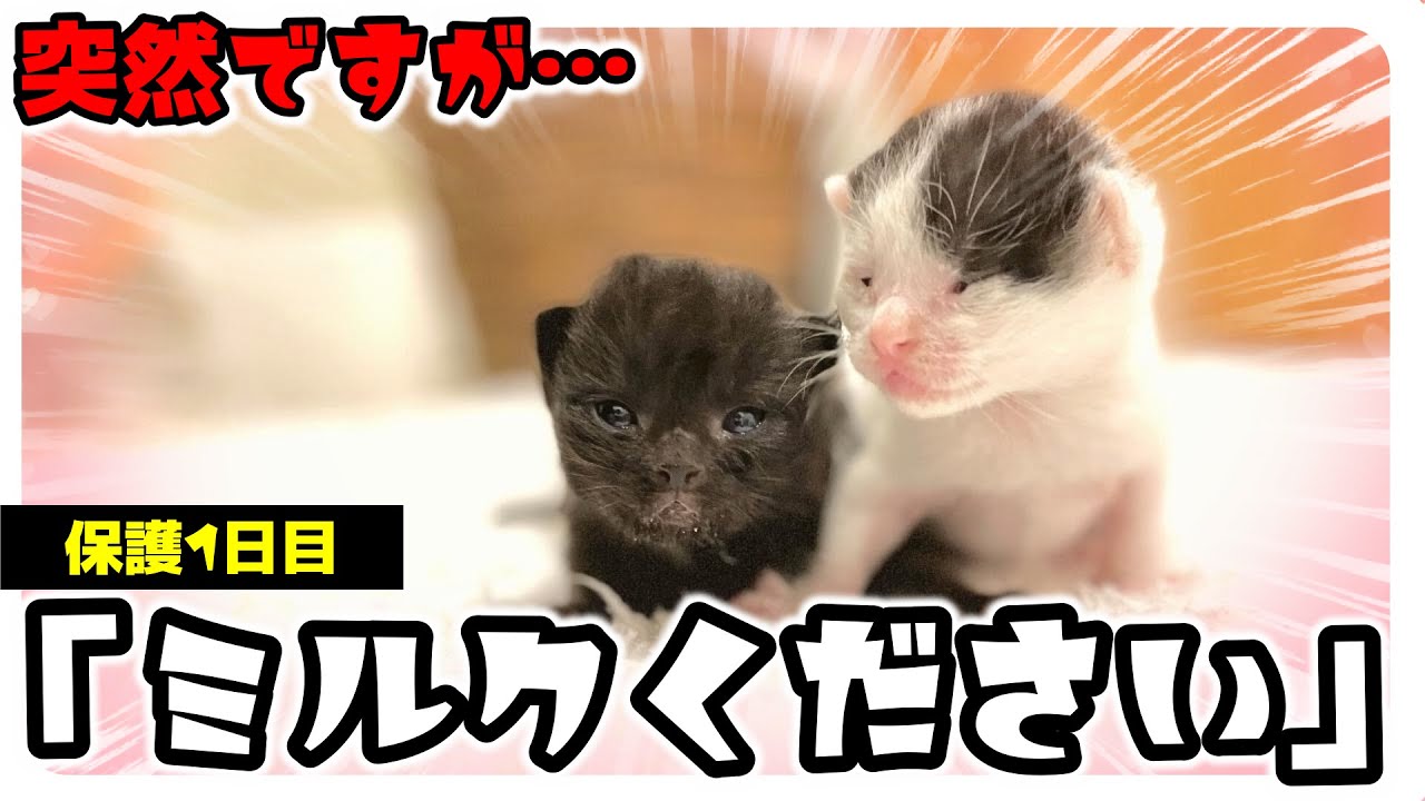 【子猫】はじめてのミルクなのにぐびびびびぃ～「余はまんぞくじゃ～」【保護猫生活01日目】