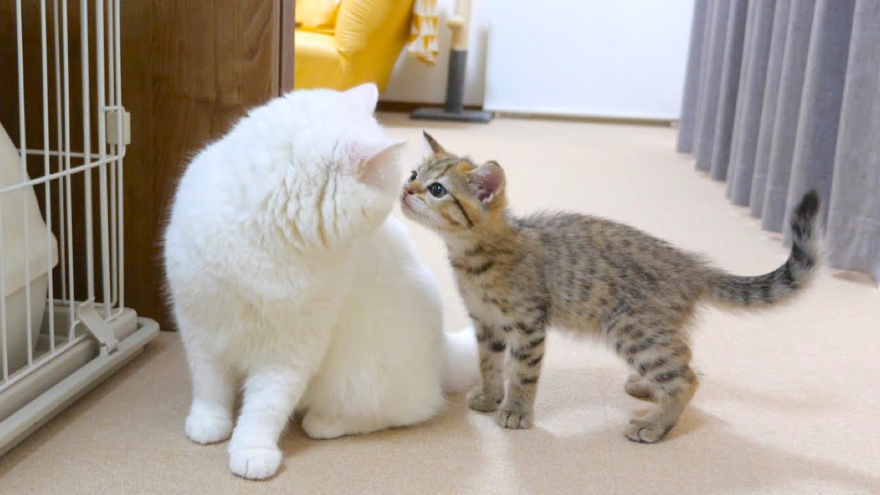 ついにもふ猫と子猫が初対面しました！