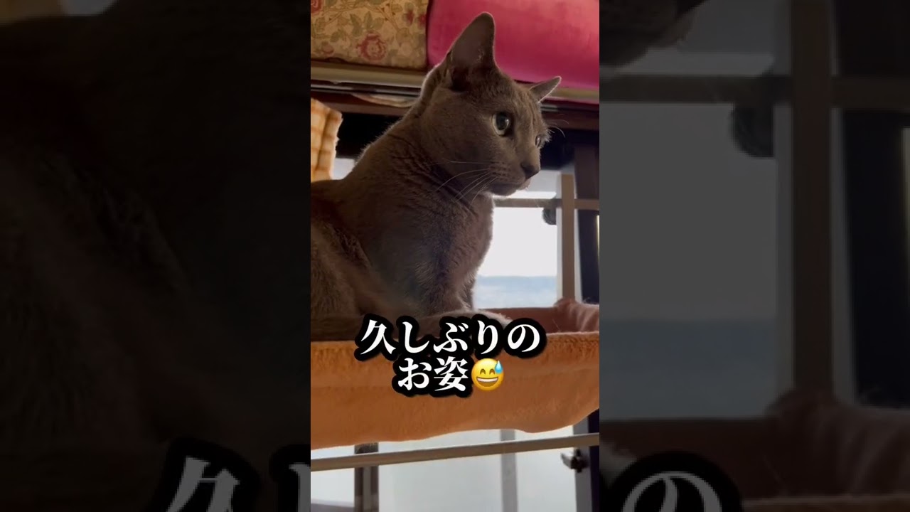 【ロシアンブルー】めろんキャットタワー何ヶ月ぶり⁇😅【猫】#shorts