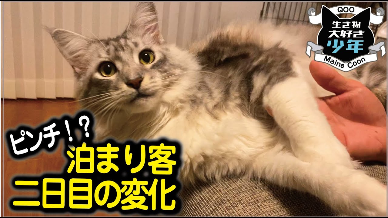 【メインクーン】お泊まり客滞在2日目！人見知り大型猫の反応