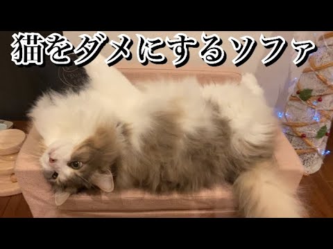 猫にプレゼントしたら、猫をやめることに決めたみたいです【ノルウェージャンフォレストキャット】
