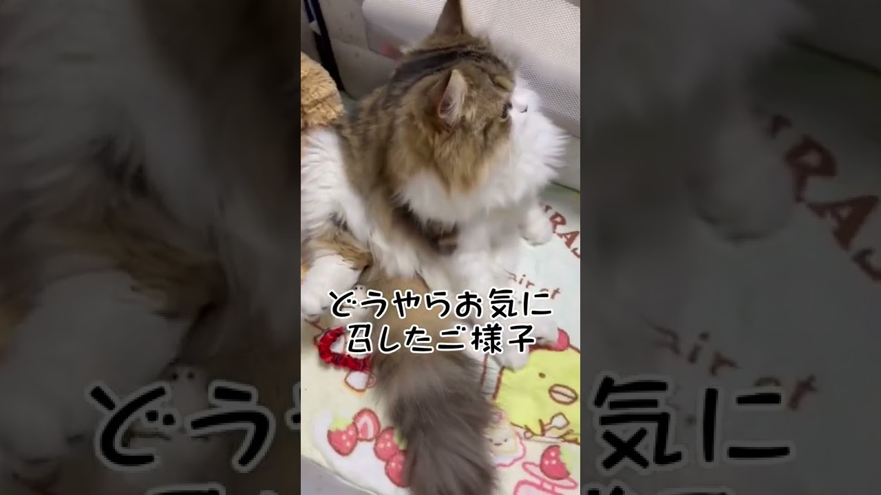 赤さんベッドを占領するサイベリアン子猫#shorts