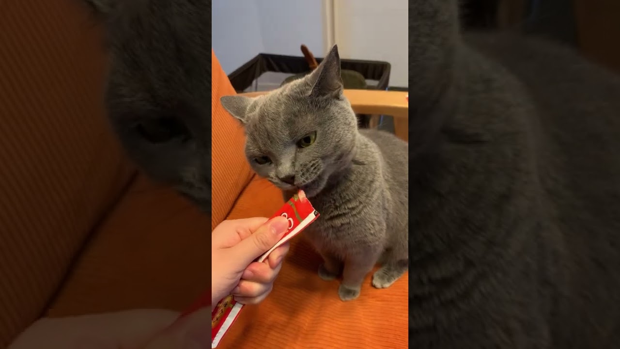 ちゅーるに夢中な猫【シャルトリュー】#Short