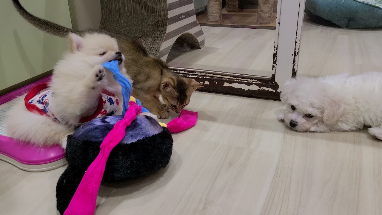 58847アビシニアン