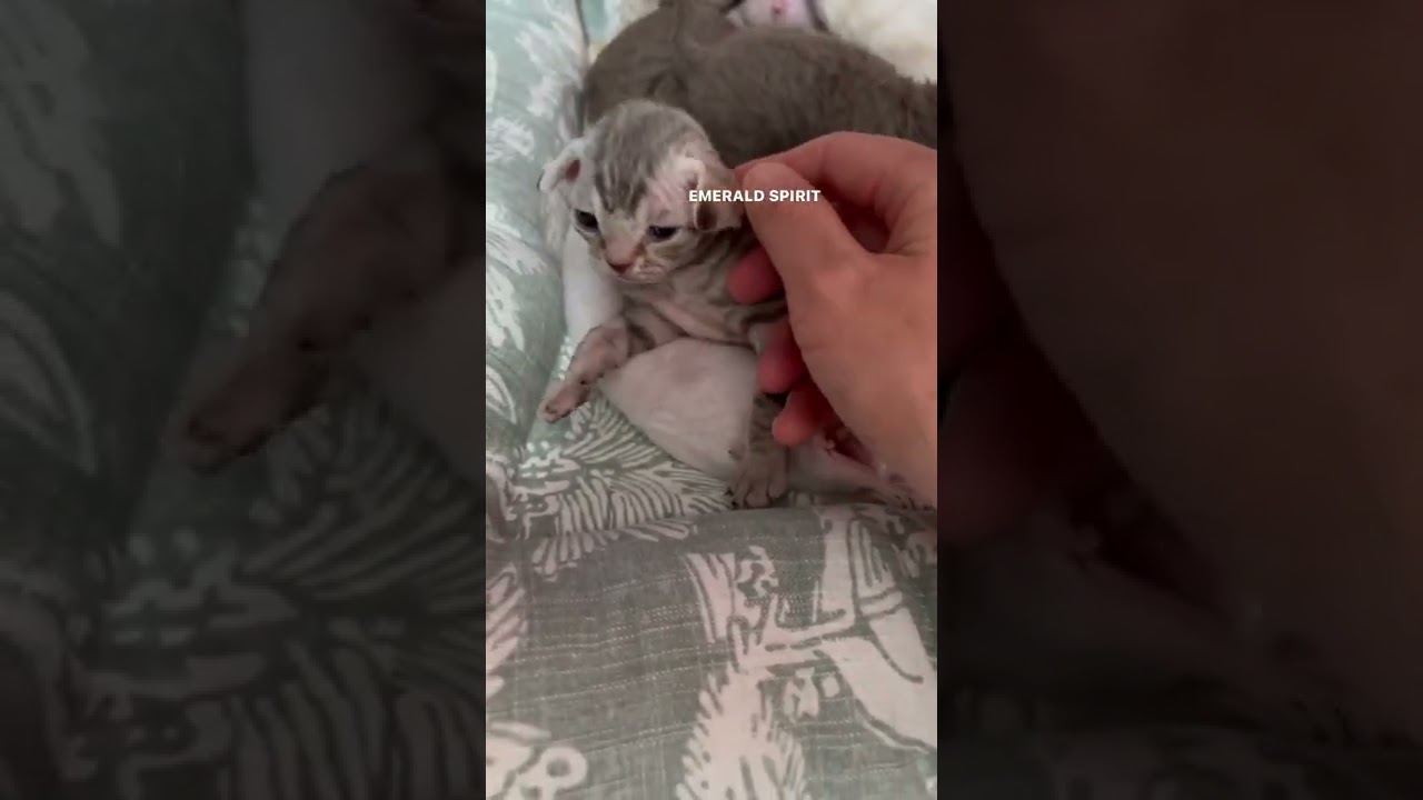 デボンレックス  女の子　ブラックマッカレルタビー