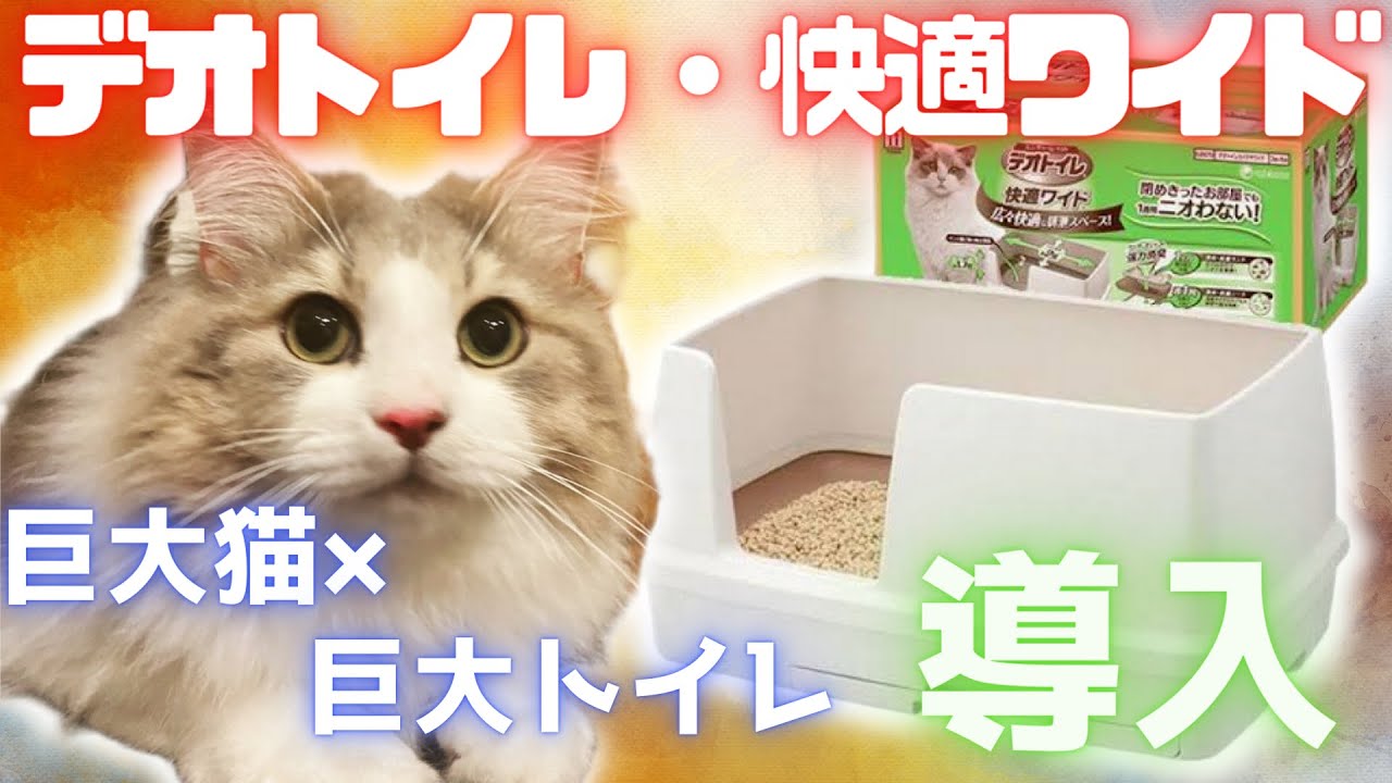 巨大トイレの使い方が独特すぎる猫がこちら【ノルウェージャンフォレストキャット】