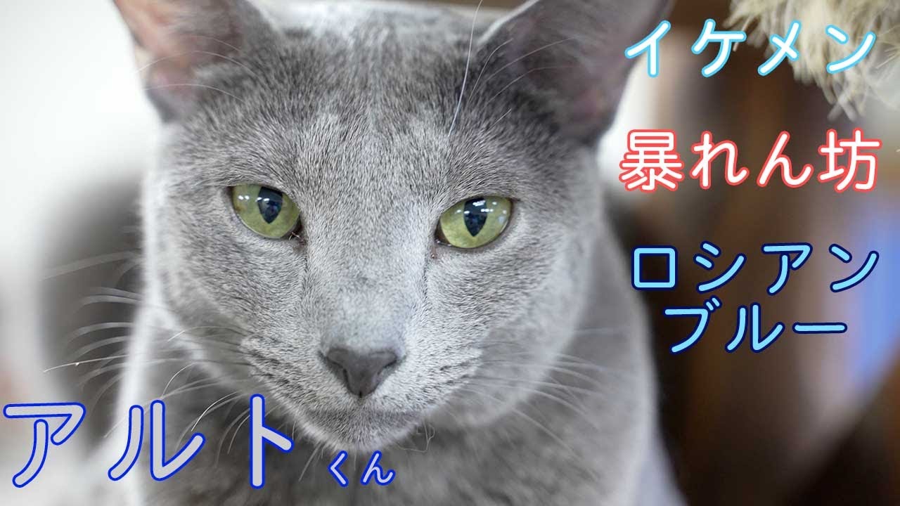 イケメンな暴れん坊！ロシアンブルーのアルトくん紹介！