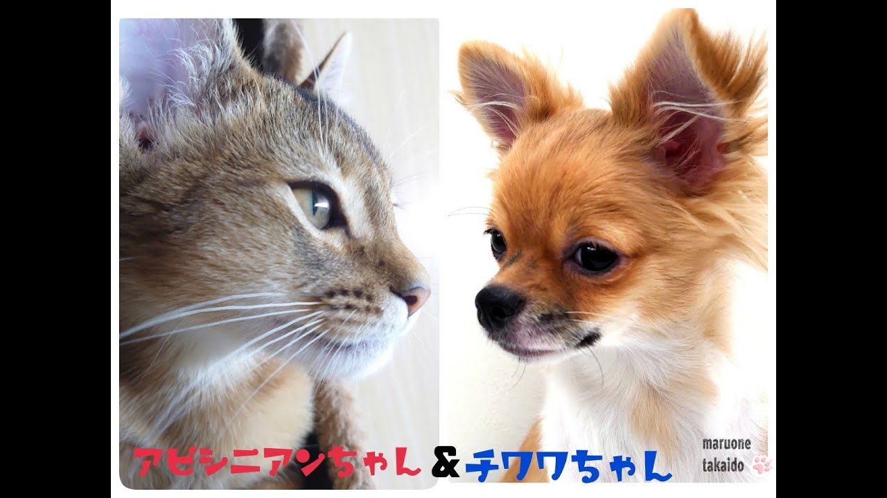 【アビシニアン&チワワ】アビシニアンちゃんとチワワちゃん♪初めてのお友達！
