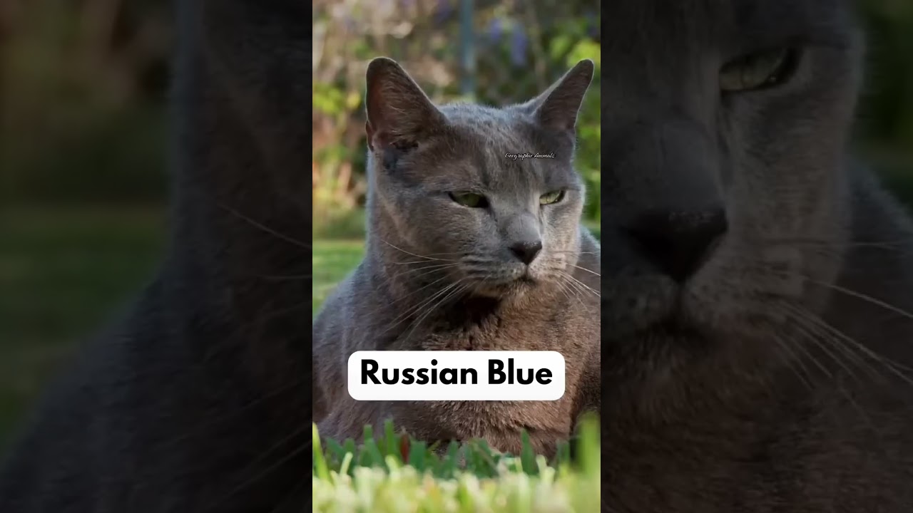 BEST Cats For Depression😱❌ #shorts #cats
