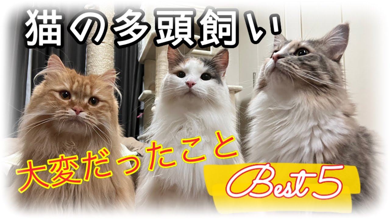 【猫の多頭飼い】大変だったことベスト５（ノルウェージャンフォレストキャットとサイベリアン）