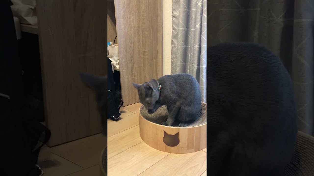 新しい爪研ぎを得た#ねこ #cat #russianbluecats #ロシアンブルー