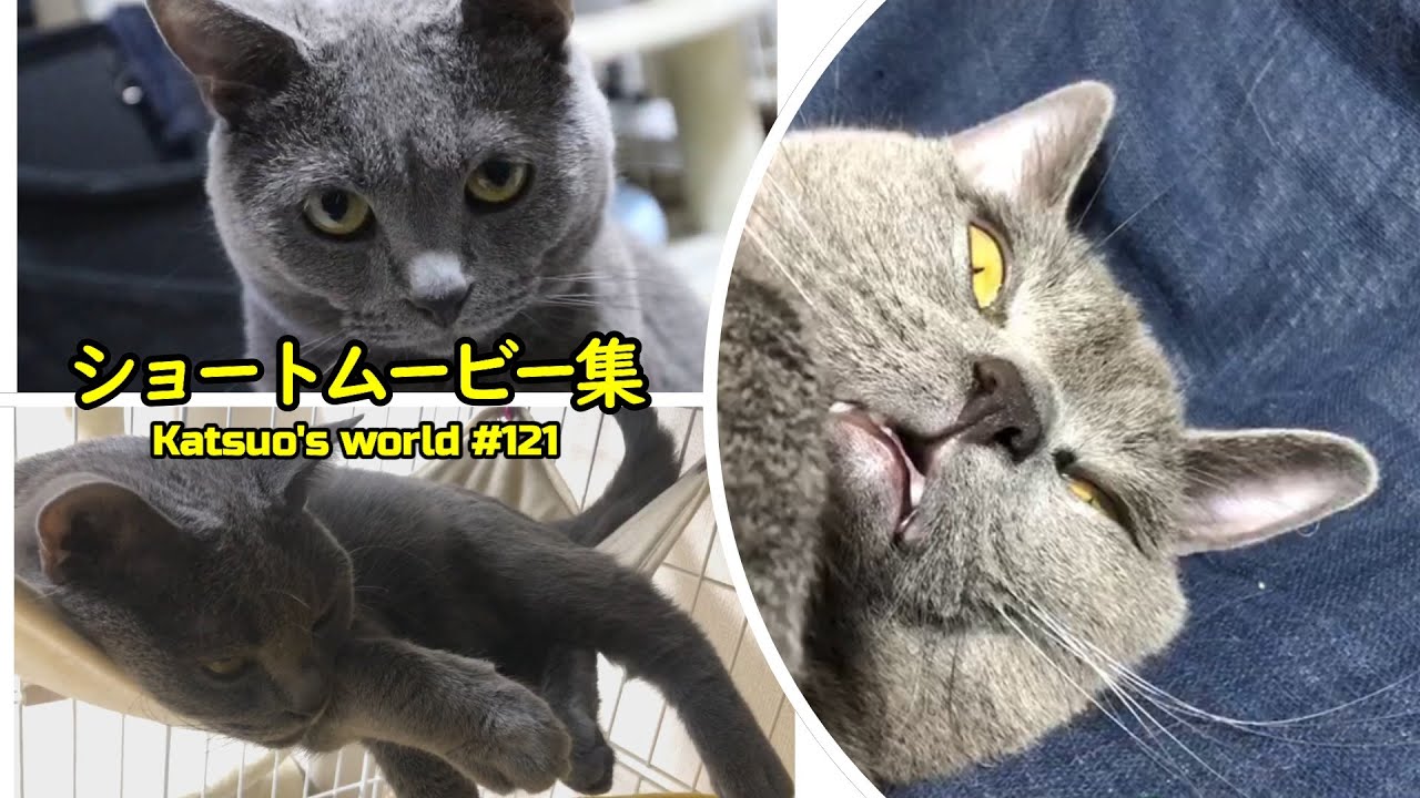 猫のカツオさんショートムービー集【シャルトリュー/cat】