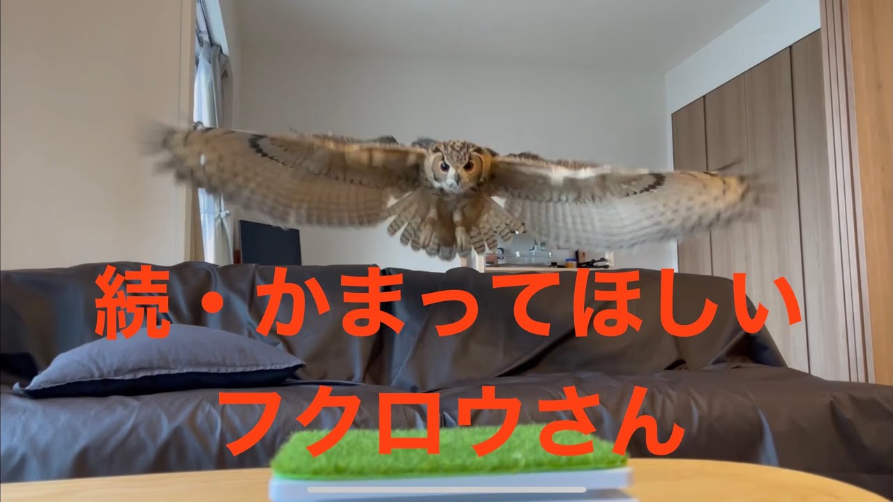 【ベンガルワシミミズク】#67 続・かまってほしいフクロウさん indian eagle owl