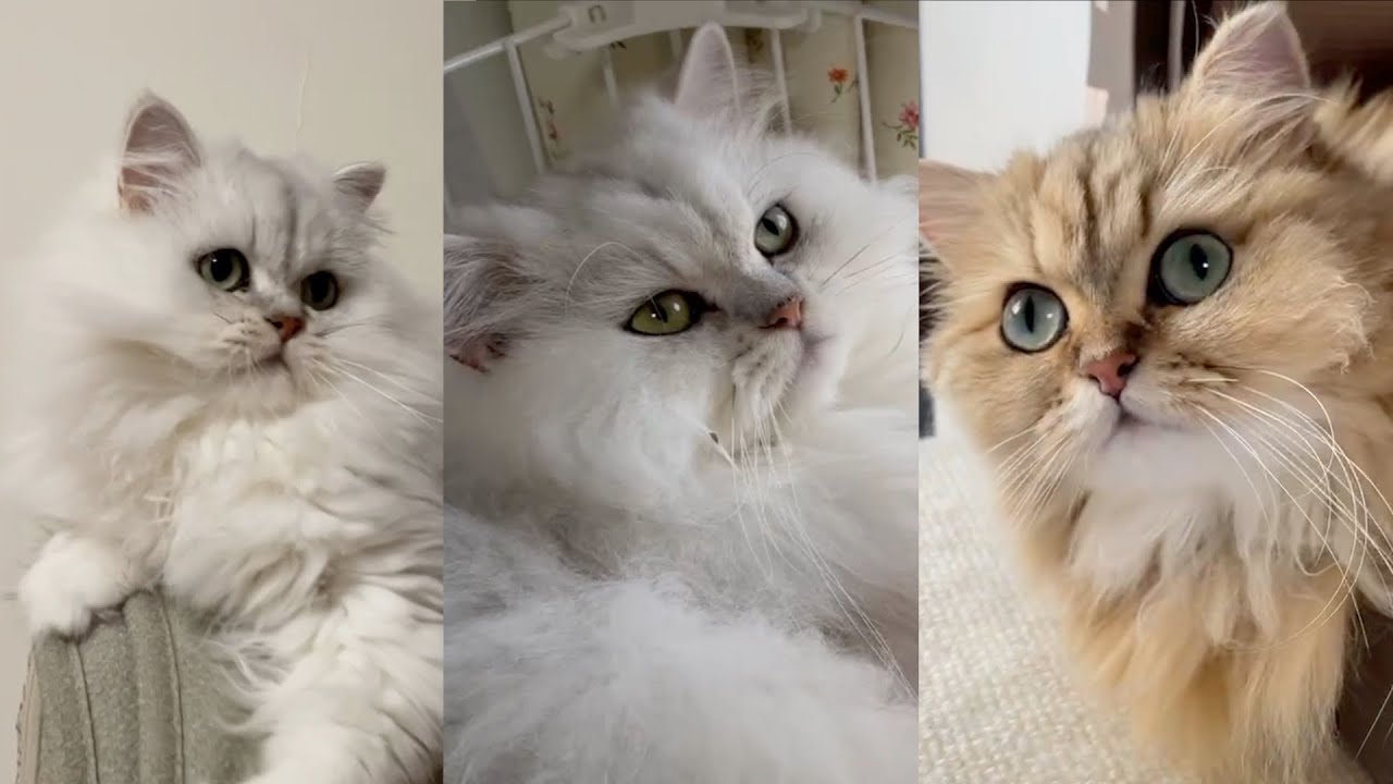 【猫動画】もふもふ増量中のペルシャ猫が大集合！あったか〜い