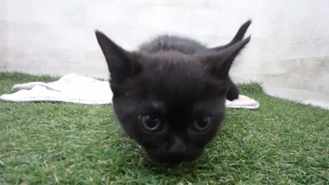 00601157 ボンベイ