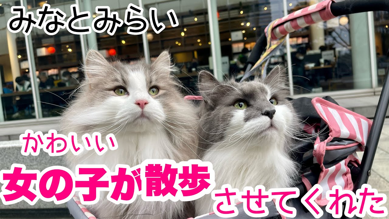 【ノルウェージャンフォレストキャット】猫のお散歩見たことな〜いと言われて子供たちに大人気となりました❣️