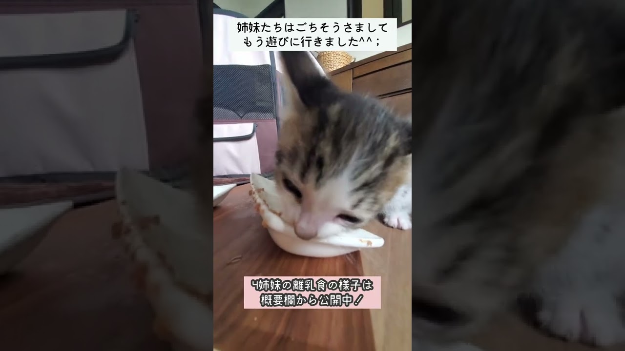 【天井裏から保護された子猫】離乳食が美味しくて止まらなくなった子猫♪