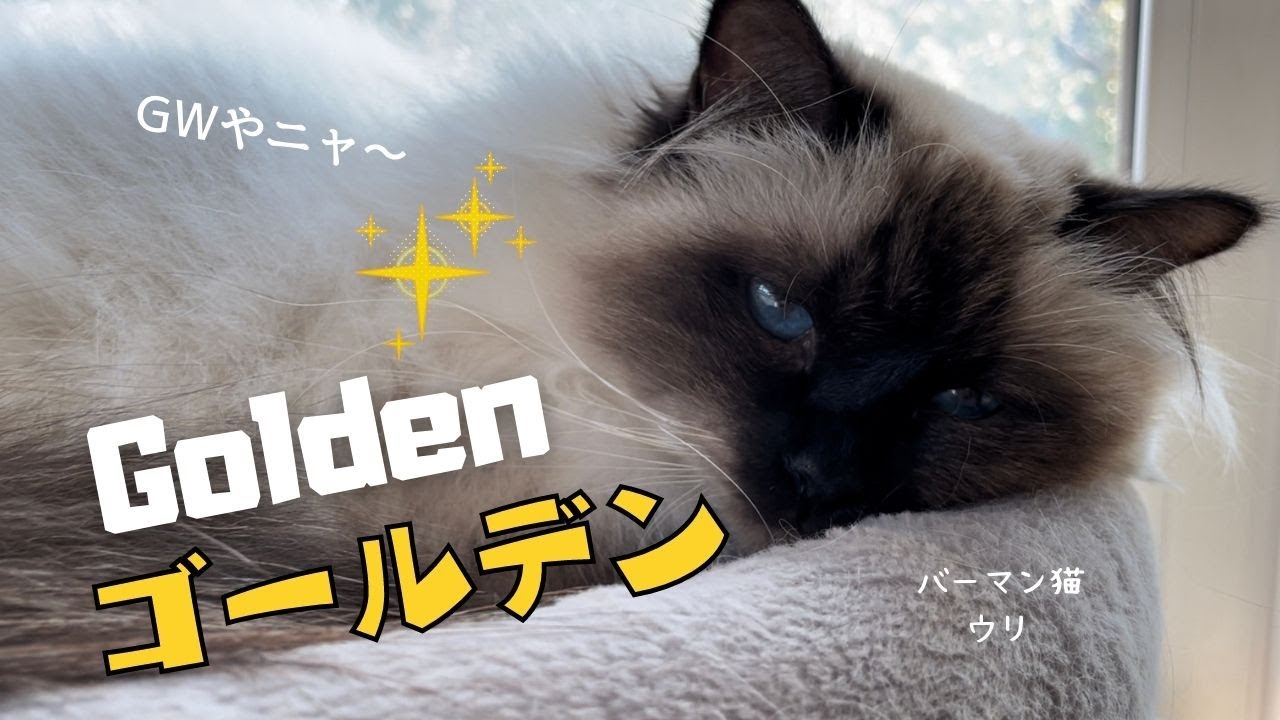 ゴールデンウィークやニャ〜【ゴールデン】Golden（バーマン猫）Birman/Cat