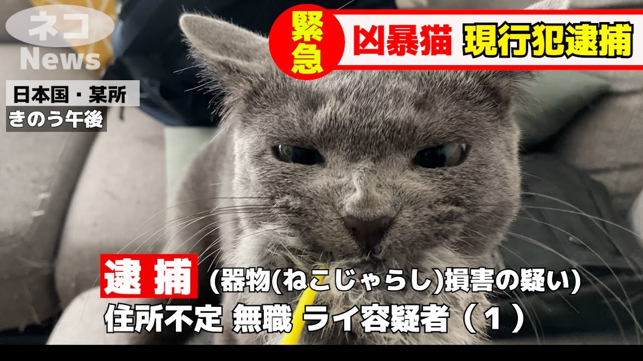 凶暴化したロシアンブルーは、凄まじい鳴き声をあげながら粘りに粘った末、最終的にとんでもないことになってしまいました・・・【凶暴化ロシアンブルー】