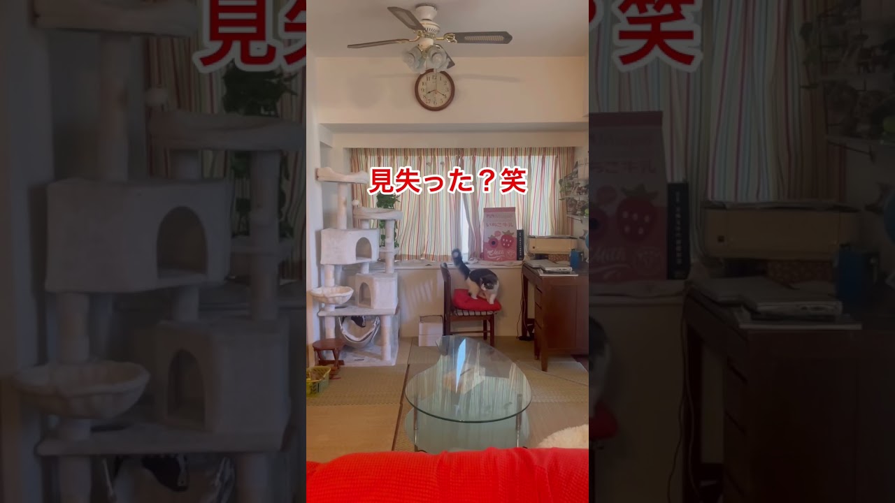 本番に弱いリキ #ノルウェージャンフォレストキャット #猫と遊ぶ #かわいい猫