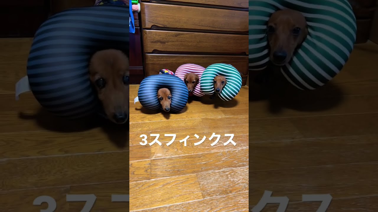 【さぶちゃんねる】3スフィンクス  #shorts