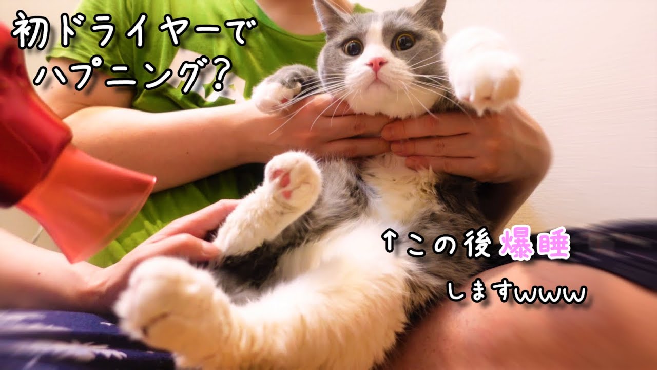 ブリティッシュショートヘア猫のざぶ君がお風呂後の初ドライヤーで爆睡しちゃう動画です＾＾