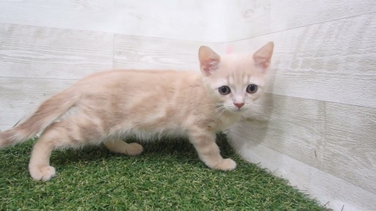 00596122 アメリカンショートヘアー