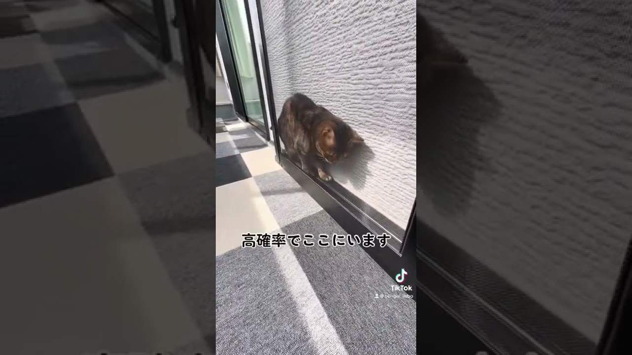 まーーーたハマってるよ #shorts #ベンガル猫 #ねこのいる暮らし