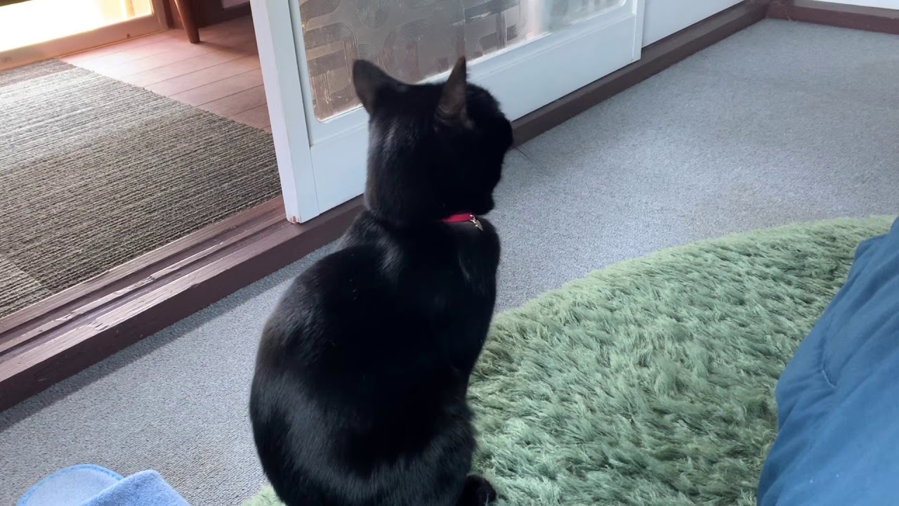 ごはんタイムに気づきソワソワする猫ハナ☆黒猫ボンベイ